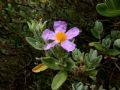 Cistus albidus